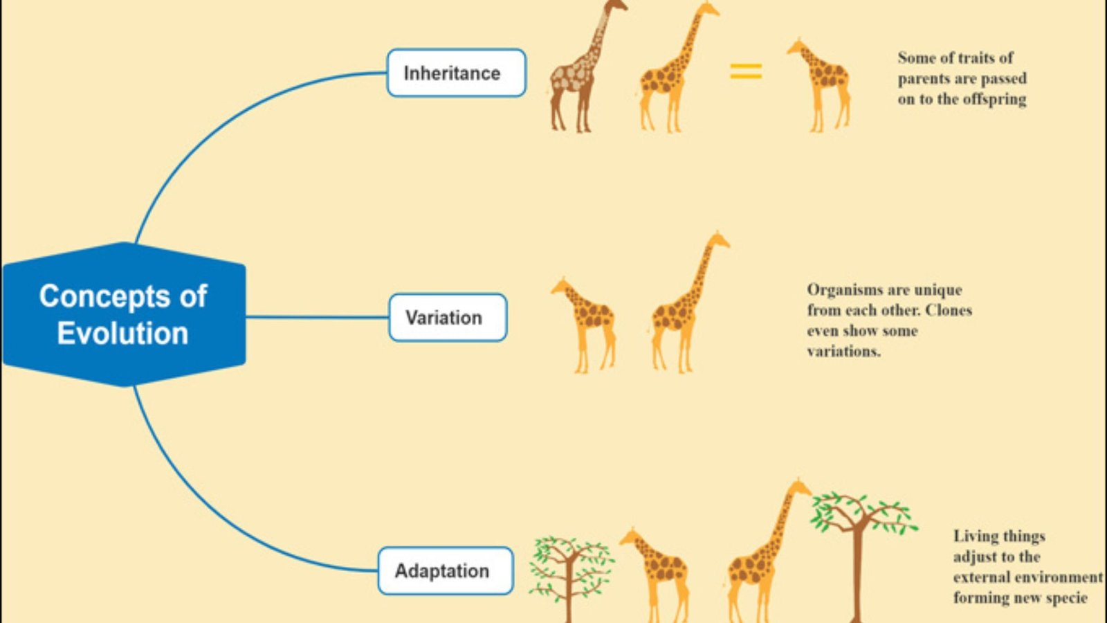 Evolutionary Science: Key Concepts And Examples